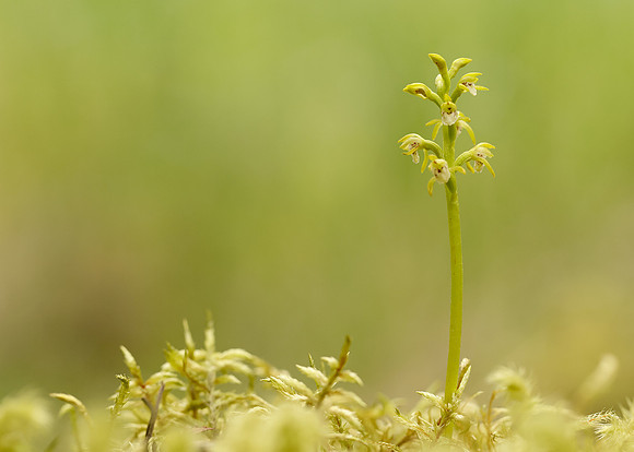 Coralroot Orchid Corallorhiza trifida