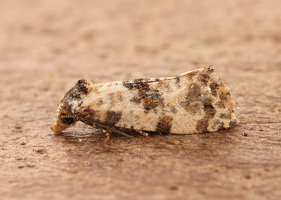 49.138 BF964a Neocochylis molliculana