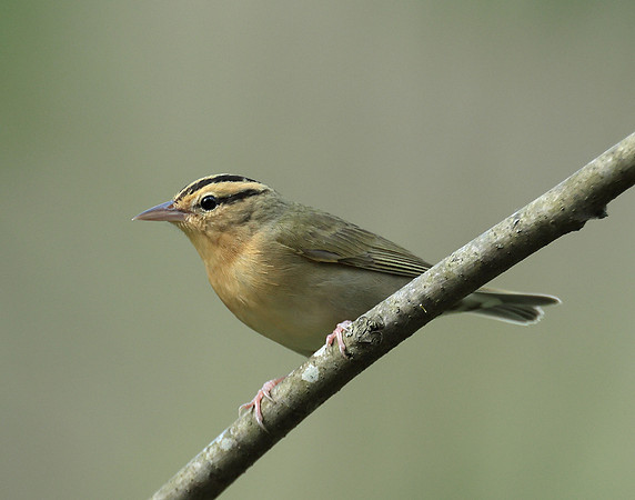 Worm-eating Warbler Helmitheros vermivorum