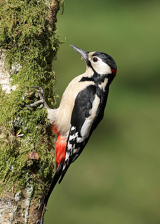 Great Spotted Woodpecker Dendrocopus major