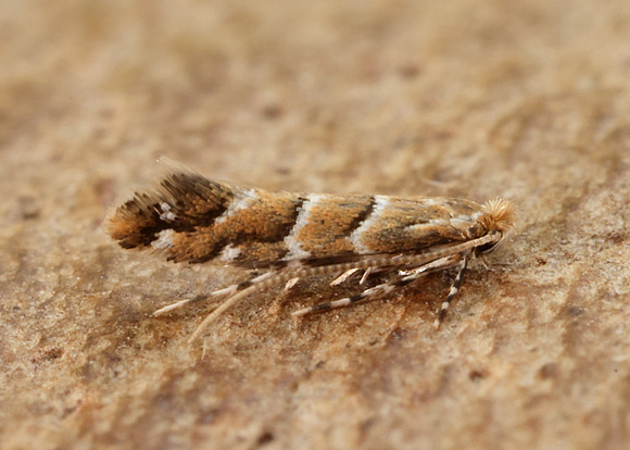 15.089 BF366a Horse Chestnut Leaf-miner Cameraria ohridella