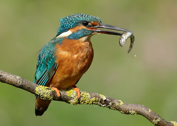 Kingfisher Alcedo atthis