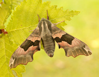 69.001 BF1979 Lime Hawk-moth Mimas tiliae