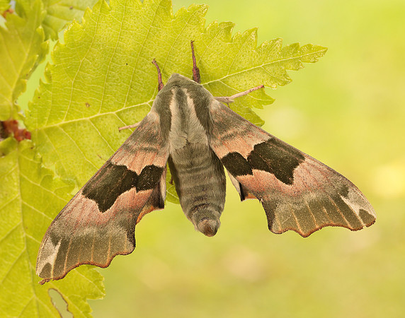 69.001 BF1979 Lime Hawk-moth Mimas tiliae