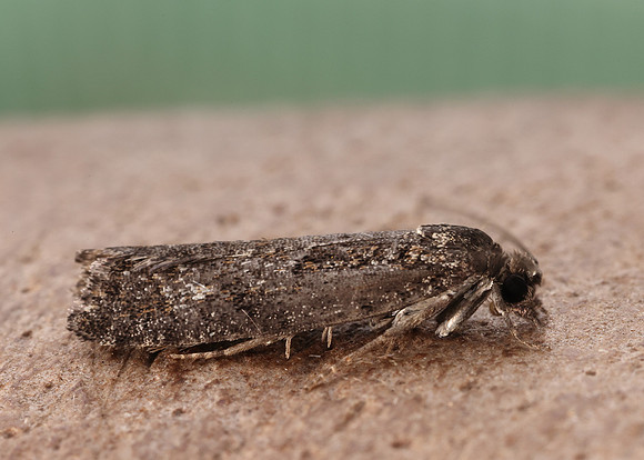 49.257 BF1166 Larch Tortrix Zeiraphera griseana