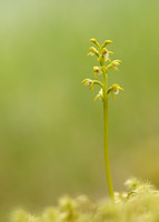 Coralroot Orchid Corallorhiza trifida
