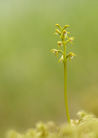 Coralroot Orchid Corallorhiza trifida