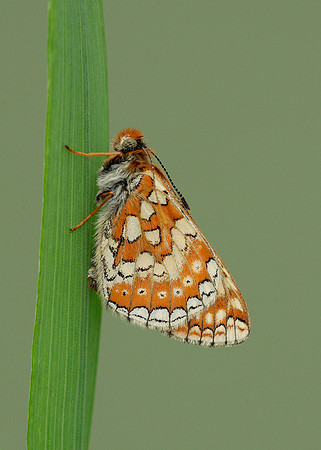 Marsh Fritillary Euphydryas aurinia