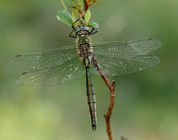 Brilliant Emerald Somatochlora metallica
