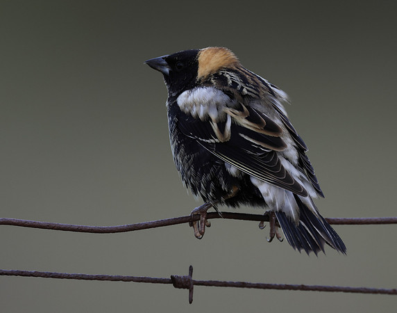 Bobolink Dolichonyx oryzivorus