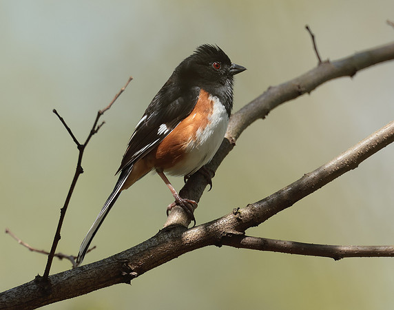 Eastern Towhee Pipilo erythrophthalmus