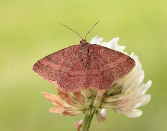70.022 BF1688 Tawny Wave Scopula rubiginata