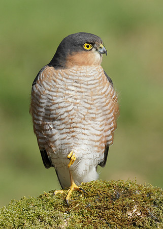 Sparrowhawk Accipiter nisus