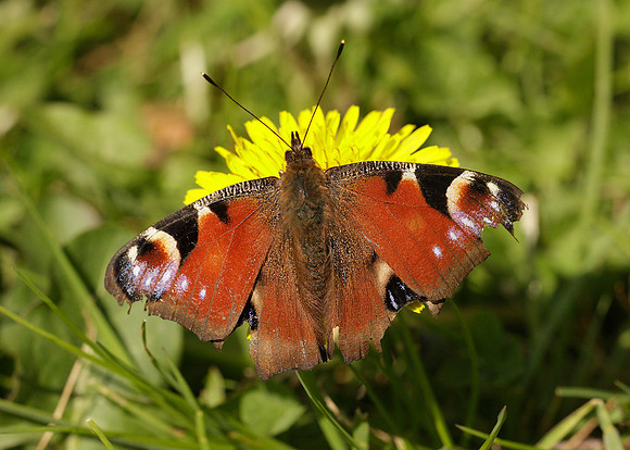 Peacock Inachis io