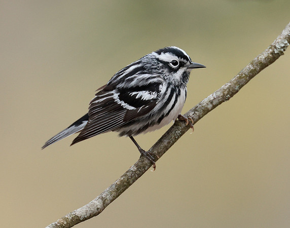 Black & White Warbler Mniotilta varia