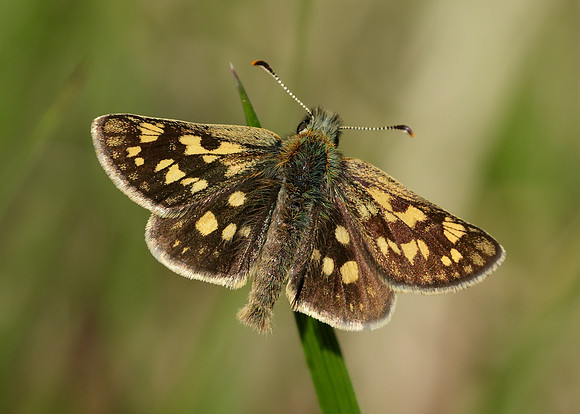 Chequered Skipper Carterocephalus palaemon