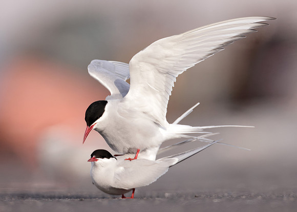 Arctic Tern Sterna paradisaea