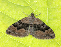 70.055 BF1726 Large Twin-spot Carpet Xanthorhoe quadrifasiata