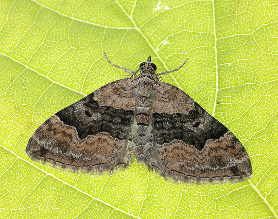 70.055 BF1726 Large Twin-spot Carpet Xanthorhoe quadrifasiata