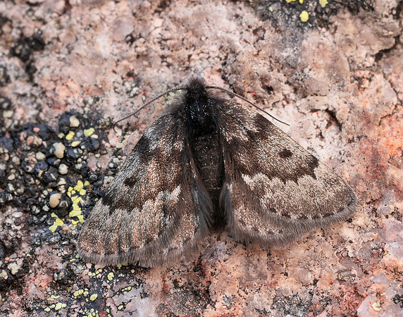 70.289 BF1965 Black Mountain Moth Glacies coracina
