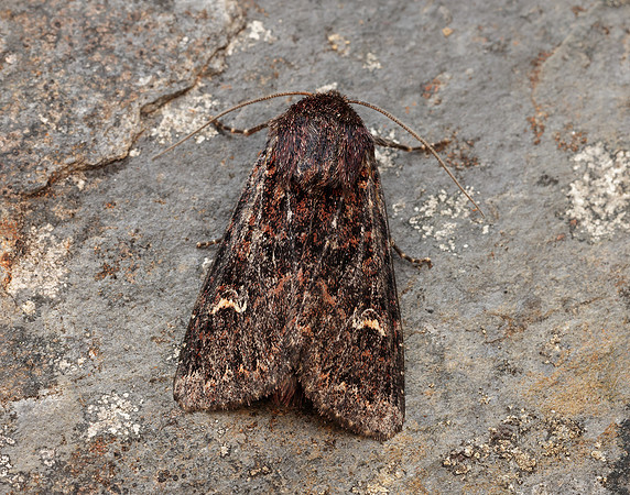 73.167 BF2324 Northern Arches Apamea exulis