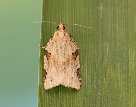 49.037 BF993 Cyclamen Tortrix Clepsis spectrana