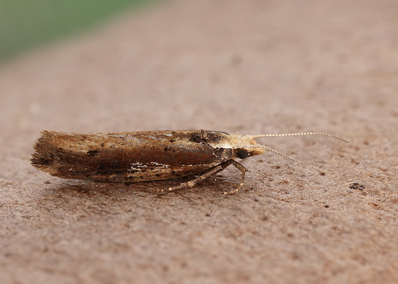 17.010 BF460 Ypsolopha parenthesella