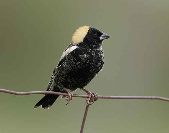 Bobolink Dolichonyx oryzivorus