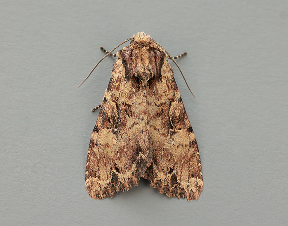 73.155 BF2327 Clouded Brindle Apamea epomidion