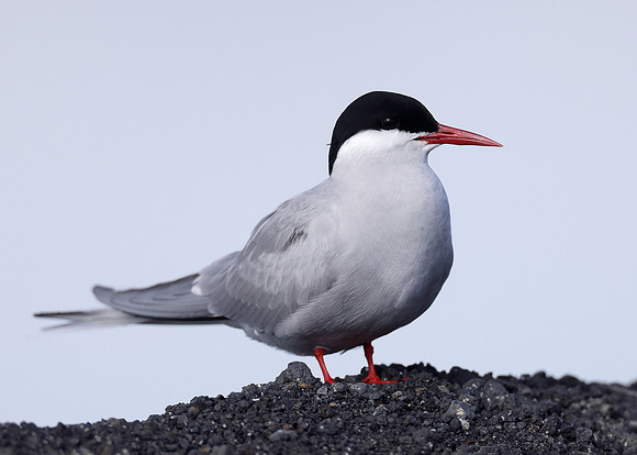 Arctic Tern Sterna paradisaea