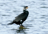 Cormorant Phalocrocorax carbo