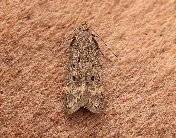 35.043 BF784 Bryotropha galbanella