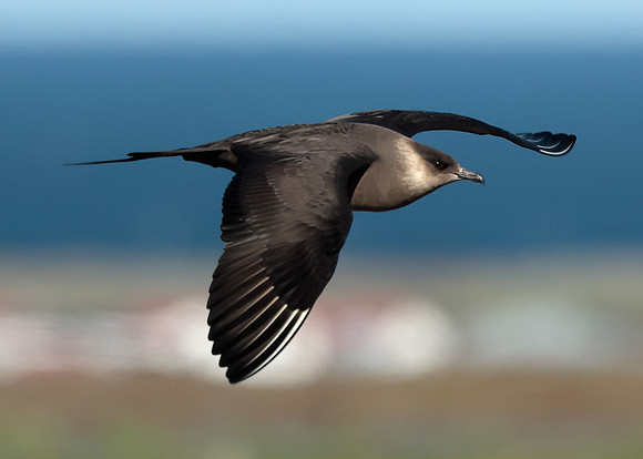 Arctic Skua Stercorarius parasiticus