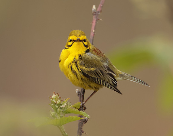 Prairie Warbler Setophaga discolor
