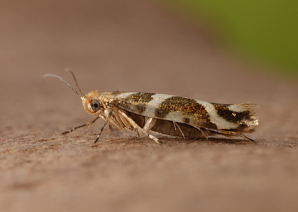 20.012 BF411 Argyresthia goedartella