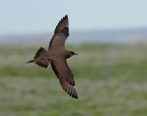 Arctic Skua Stercorarius parasiticus