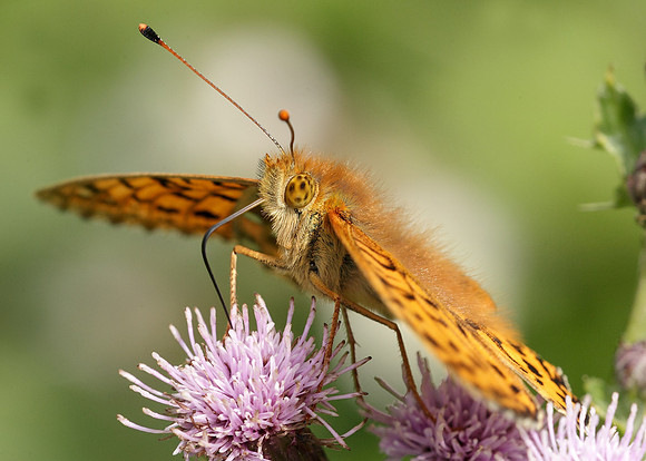Dark Green fritillary Argynnis aglaja