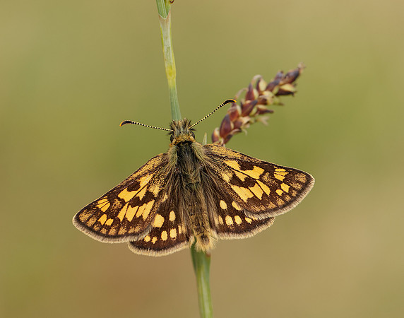 Chequered Skipper Carterocephalus palaemon