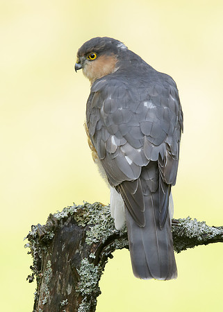 Sparrowhawk Accipiter nisus
