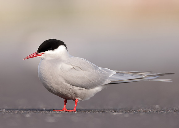 Arctic Tern Sterna paradisaea