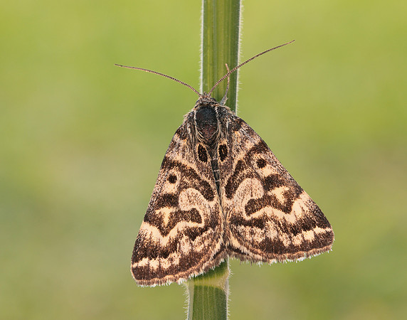72.084 BF2462 Mother Shipton Euclidia mi