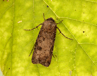 73.319 BF2087 Turnip Moth Agrotis segetum