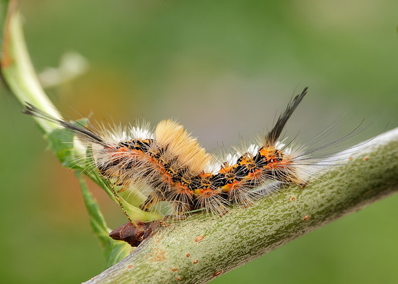 72.018 BF2025 Scarce Vapourer Orgyia recens