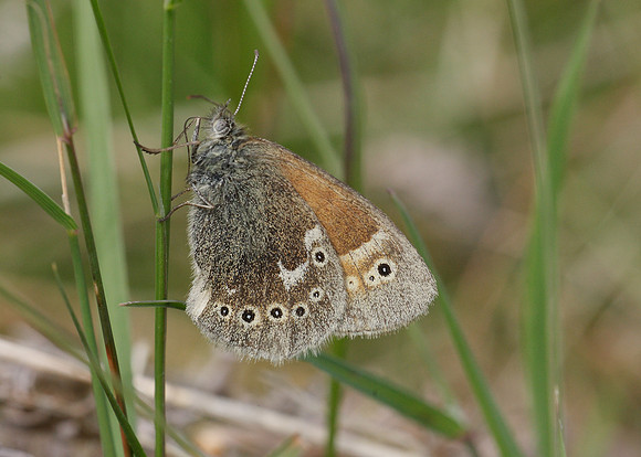 Large Heath Coenonympha tullia