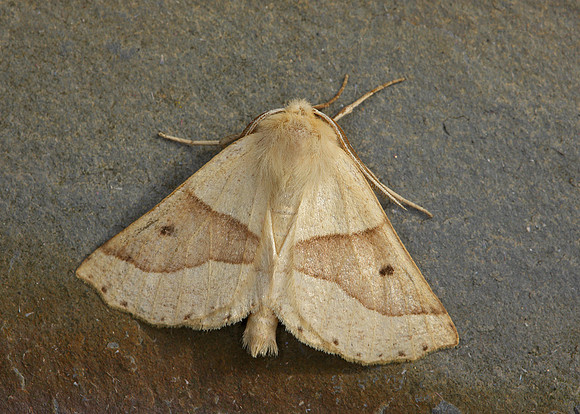 70.24 BF1921 Scalloped oak Crocallia elinguaria
