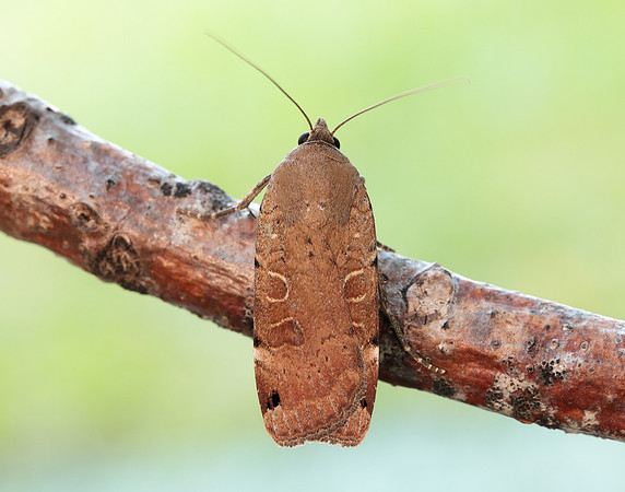 73.344 BF2108 Lunar Yellow Underwing Noctua orbona