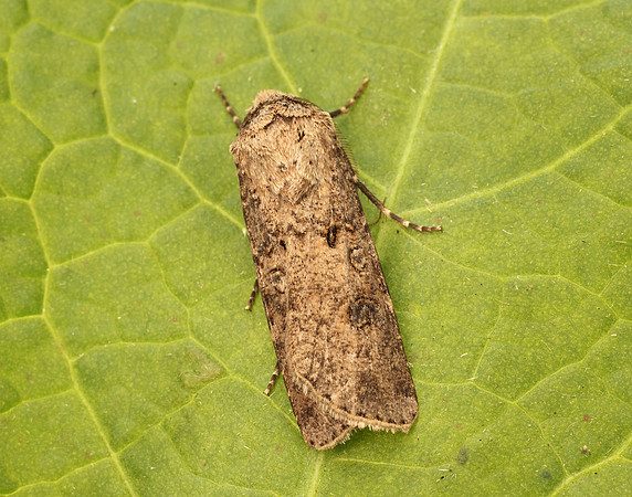 73.319 BF2087 Turnip Moth Agrotis segetum