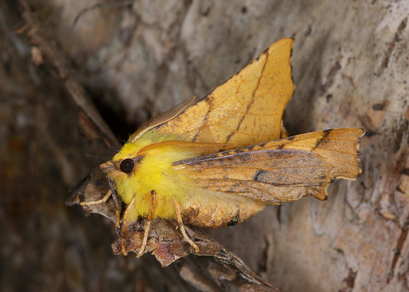 70.234 BF1913 Canary-shouldered Thorn Ennomos alniaria