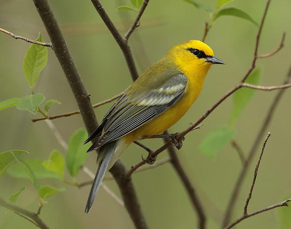 Blue-winged Warbler Vermivora cyanoptera
