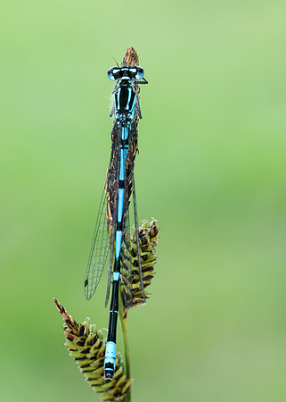 Variable Damselfly Coenagrion pulchellum